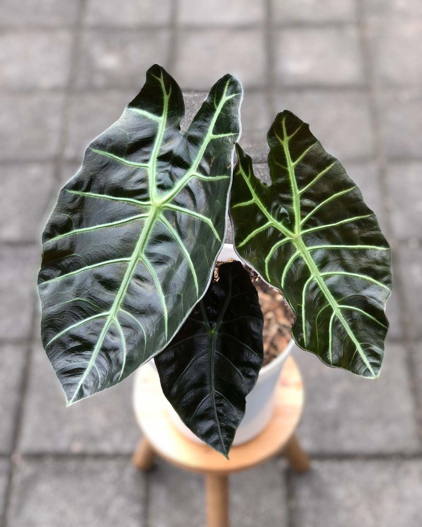 Alocasia Suhirmaniana 2 Inch Plant | Rare Tropical Aroid
