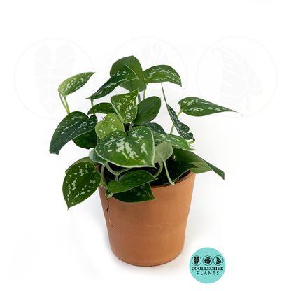 Satin Pothos (Scindapsus Pictus) | Silver Variegated Trailing Houseplant | 4” Live Indoor Plant