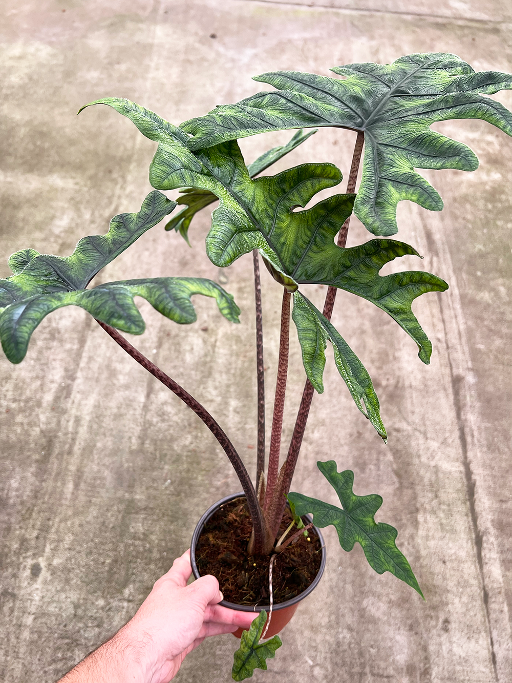 Alocasia Jacklyn "Rare Plant"  Coollective Plants