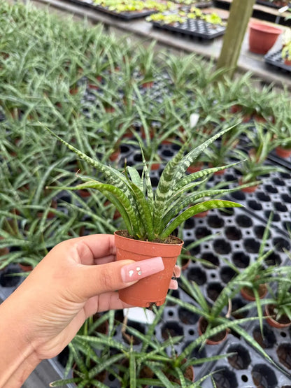 Sansevieria Fernwood Live Plant – Upright Snake Plant for Home & Office – Low Maintenance Indoor Plant