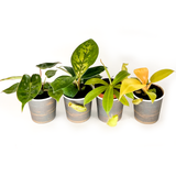 Mix Combo Collection (4PK) Essential Houseplant  Live Plants Indoor Plants Live in 2 inch Pots, Philodendron billietiae, Nepenthes Hispida, Homalomena Camouflage & Philodendron Golden Melinonii