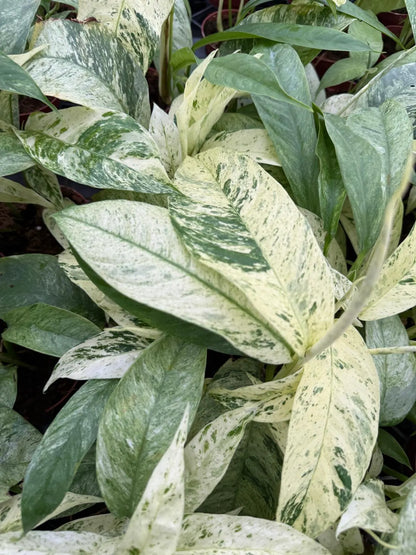 Rhaphidophora Variegated Gorillan Houseplant, Rare Aroid Plant - Live Indoor Plant, Striking Variegated Leaves, Indoor Decor