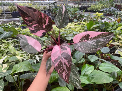 Philodendron Pink Princess Marble Live Plant
