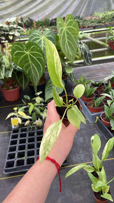 Anthurium Vittarifolium Variegated "Exact one"
