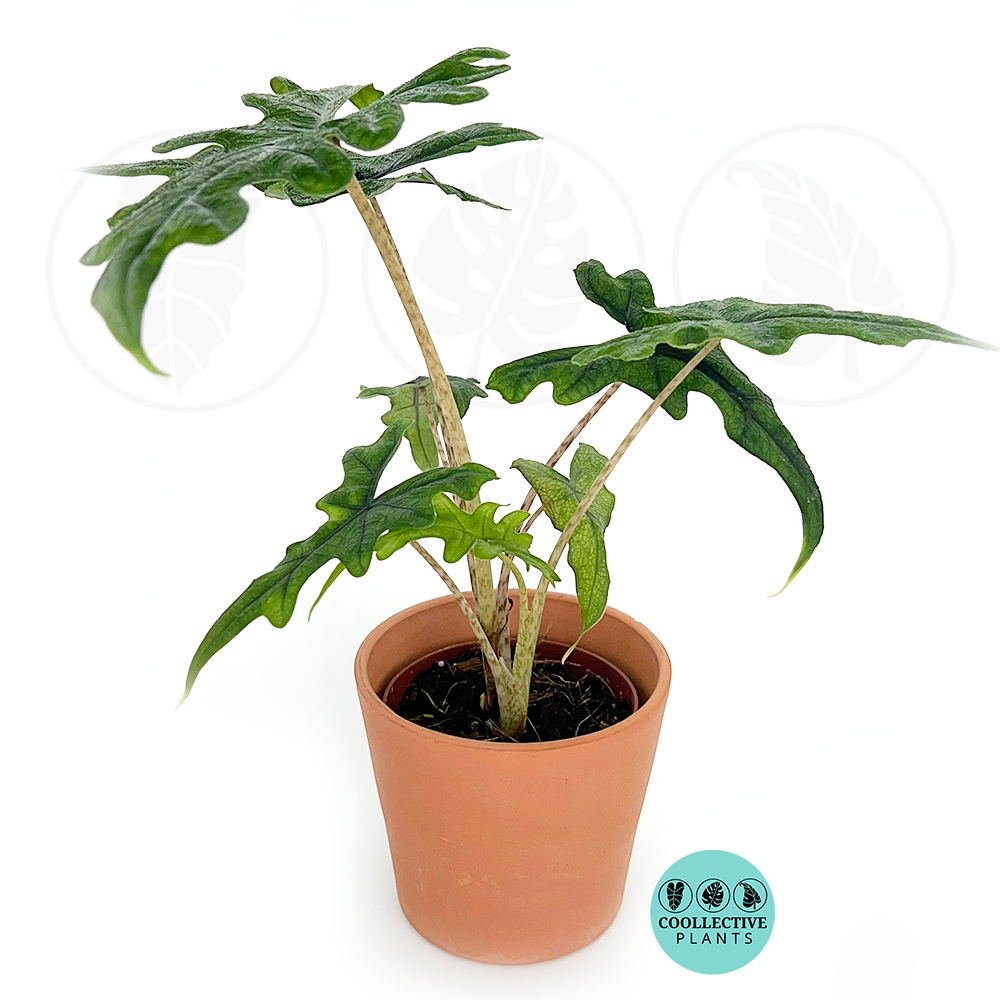philodendron jacklyn Alocasia Jacklyn "Rare Plant" – Coollective Plants