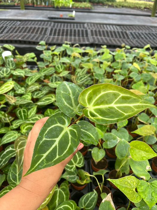 Anthurium Crystallinum (rare plant) – Coollective Plants