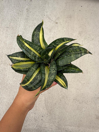 Sansevieria trifasciata 'Hahnii' Spiral