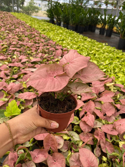 Syngonium Neon Pink: Live Indoor Tropical Houseplant – Bright Pink Foliage Syngonium – Easy Care Beginner Plant