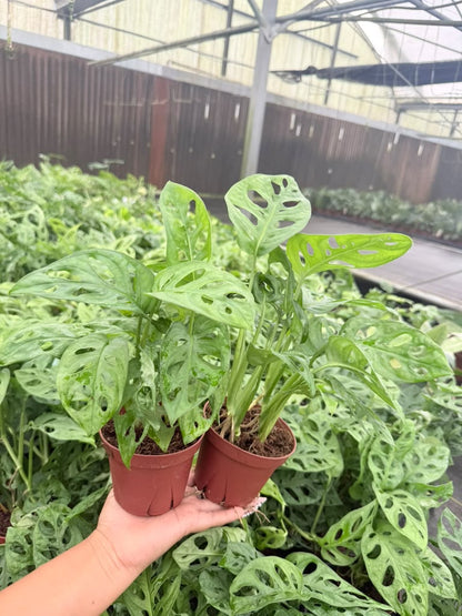 Monstera "Swiss Cheese" Plant 4" – 2-Pack Promo