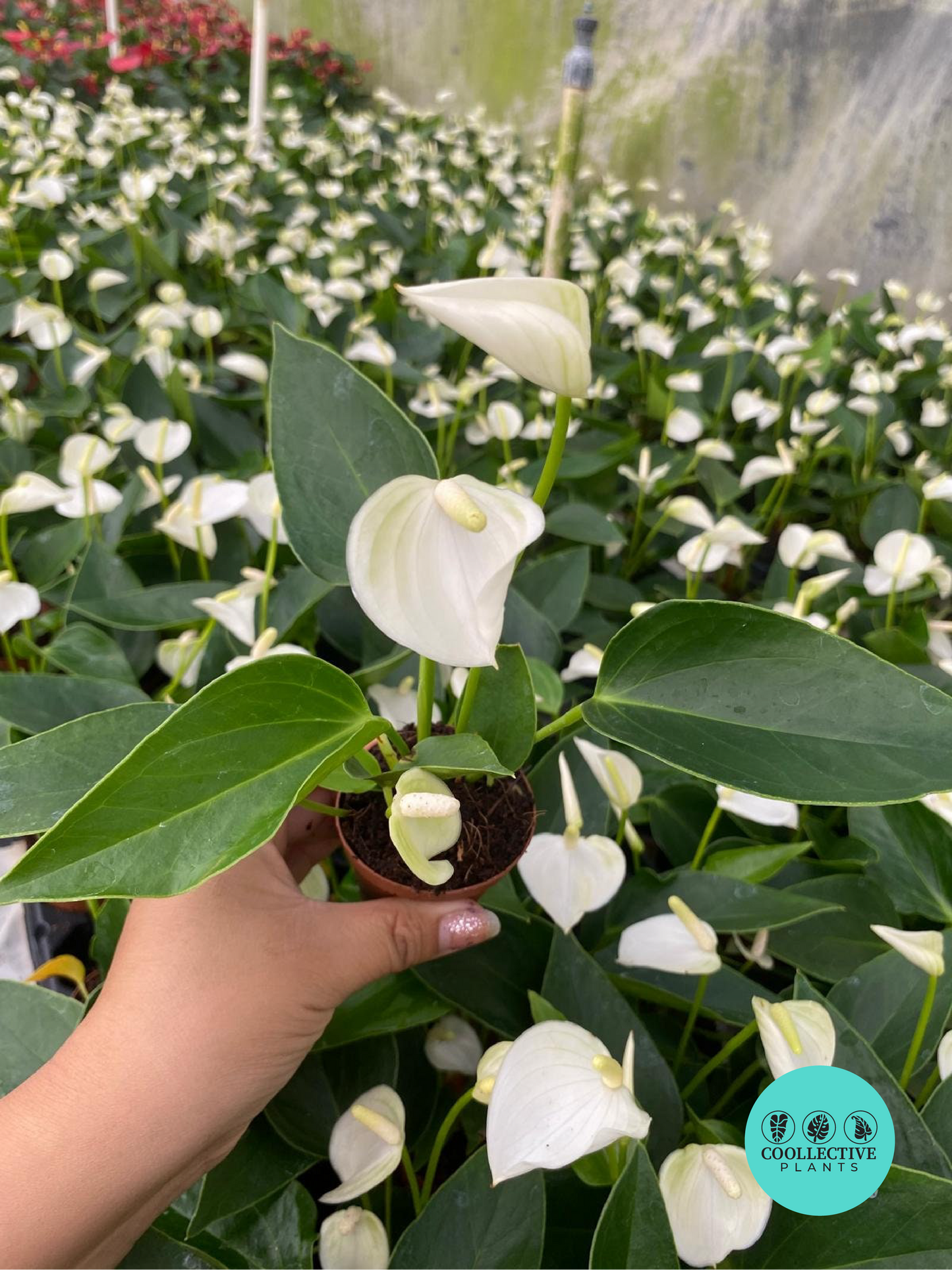 2" Pot Anthurium White Champion