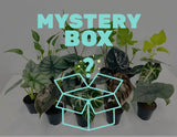 2" Pot Alocasia Mystery Box