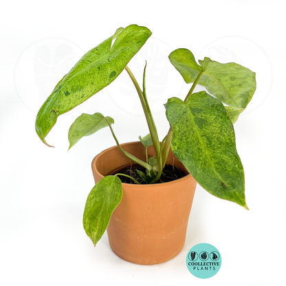 Philodendron Paraiso Verde Live Plant
