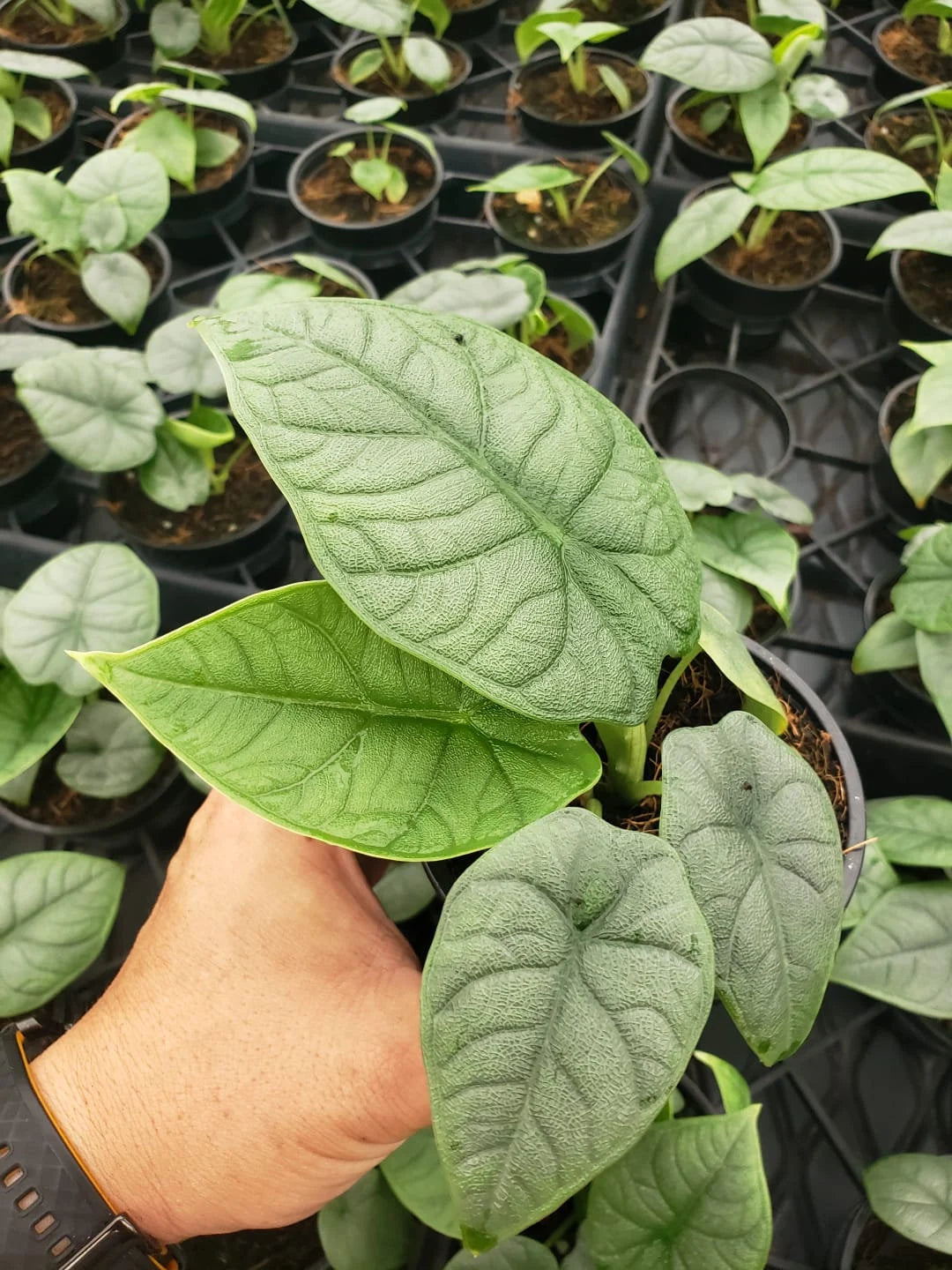 Rare Alocasia Rugosa Melo: Easy Care Starter Plant