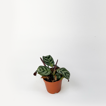 Calathea Burle Marx