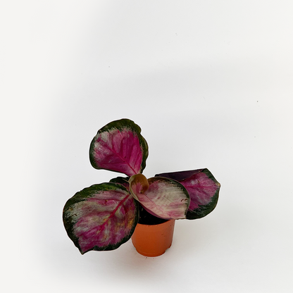 Calathea Roseopicta Rosy 4 Inch Pink Prayer Plant