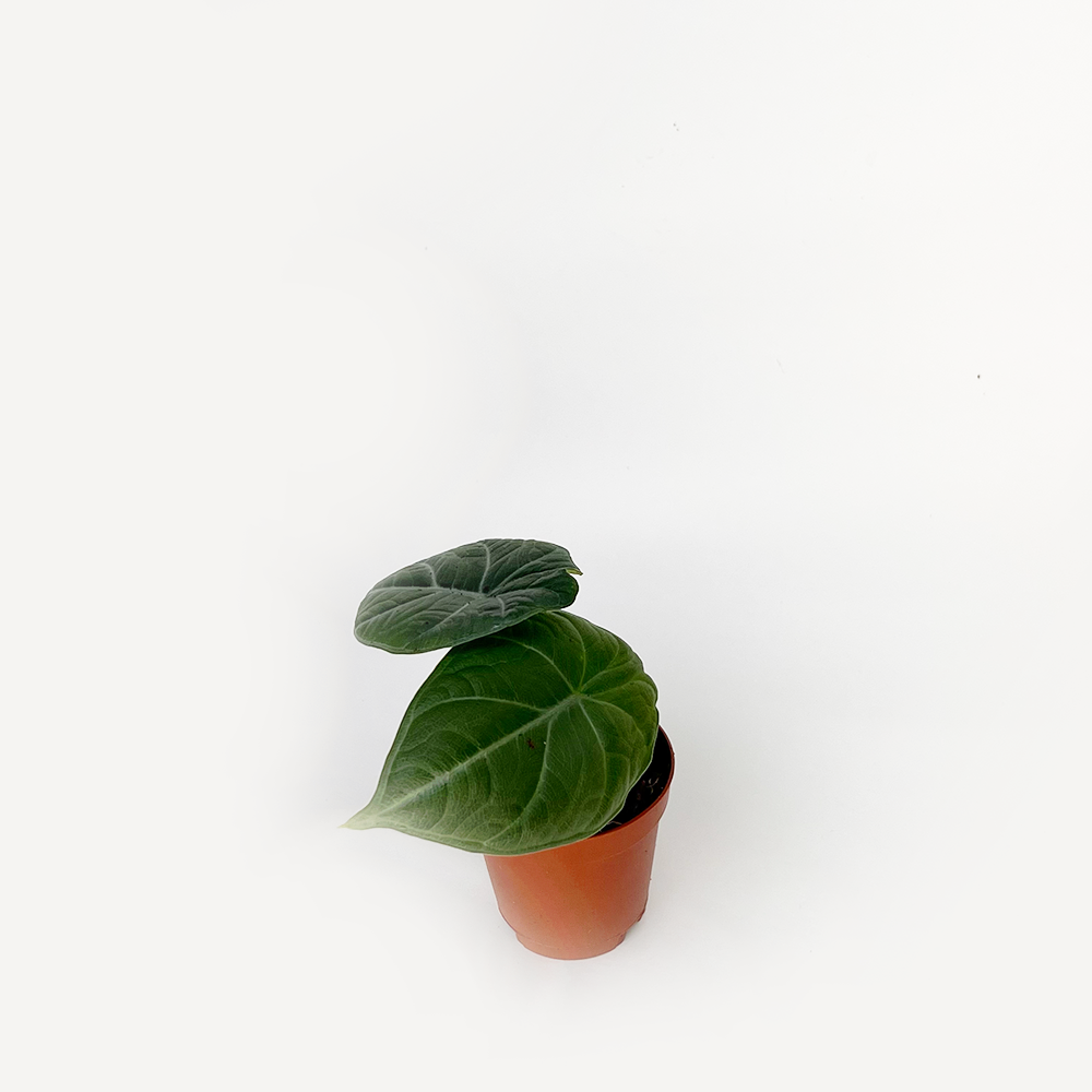 Alocasia Dragon Moon