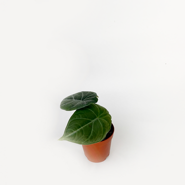 Alocasia Dragon Moon