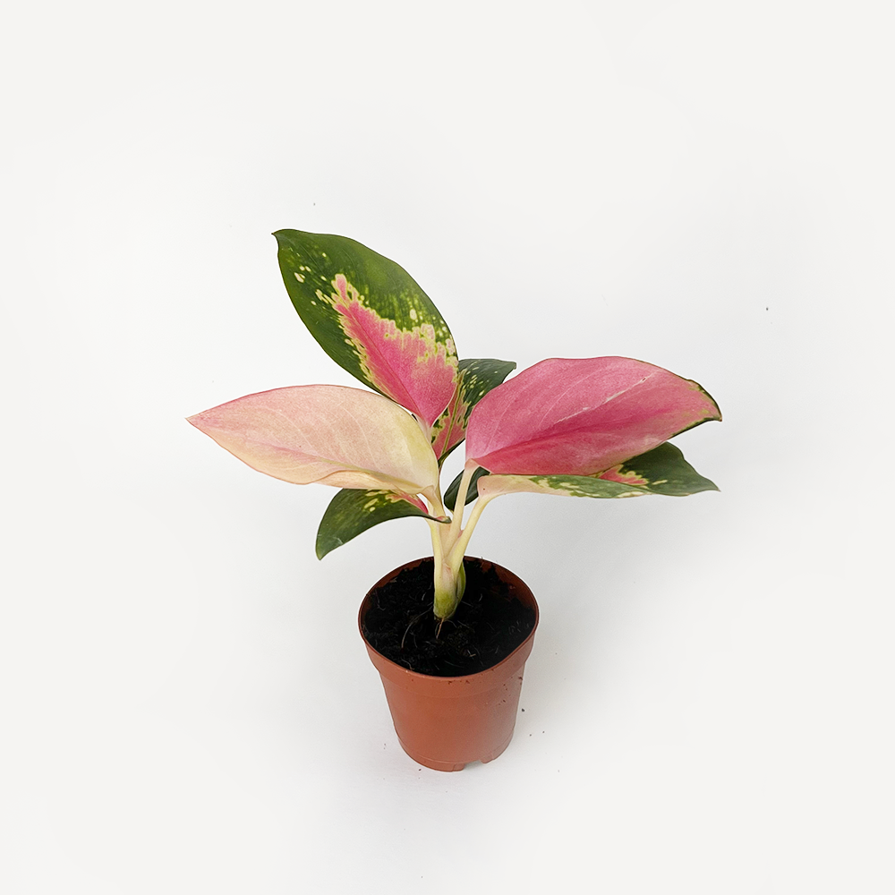 aglaonema mystery Aglaonema "Pink Pearl"
