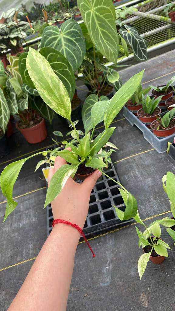 Anthurium Vittarifolium Variegated "Exact one"
