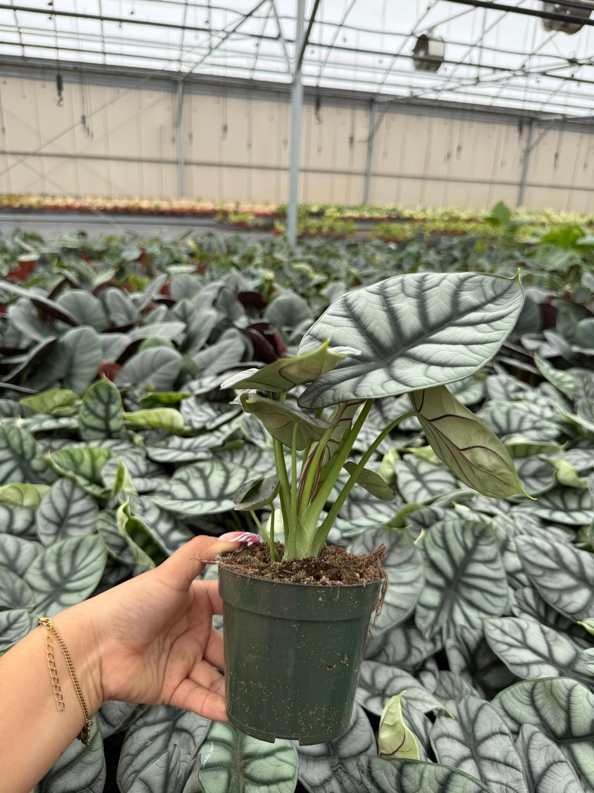 Alocasia Silver Dragon Live Plant – Rare Tropical Indoor Houseplant, Easy Care Aroid, Beginner Friendly Starter Plant