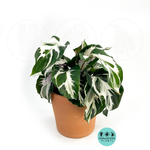 Calathea Stella – Rare Variegated Prayer Plant | White & Green Tropical Houseplant
