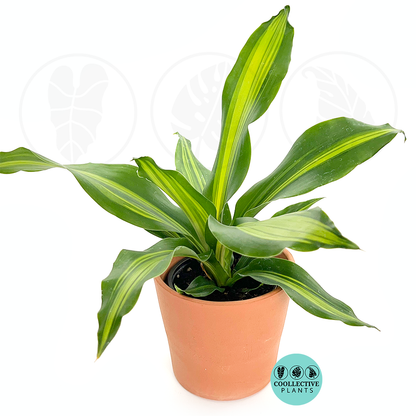 4" Dracaena Giganta