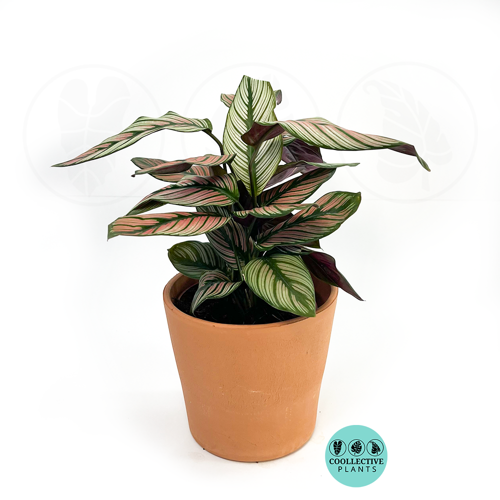 Calathea White Star (2–4 inch plant)