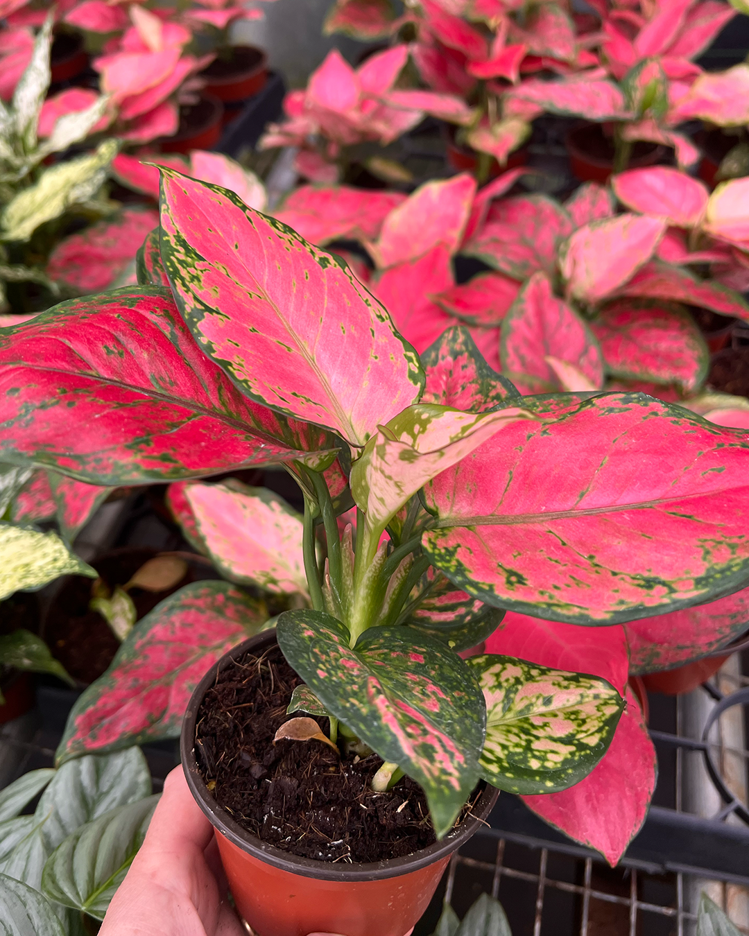 Valentine's Combo with 3 plants 4" size