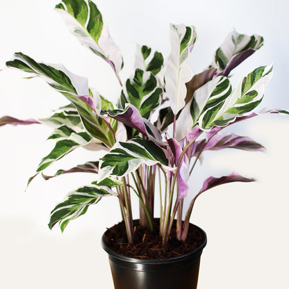 Calathea White Fusion 2-4 Inch Rare Variegated Live Plant