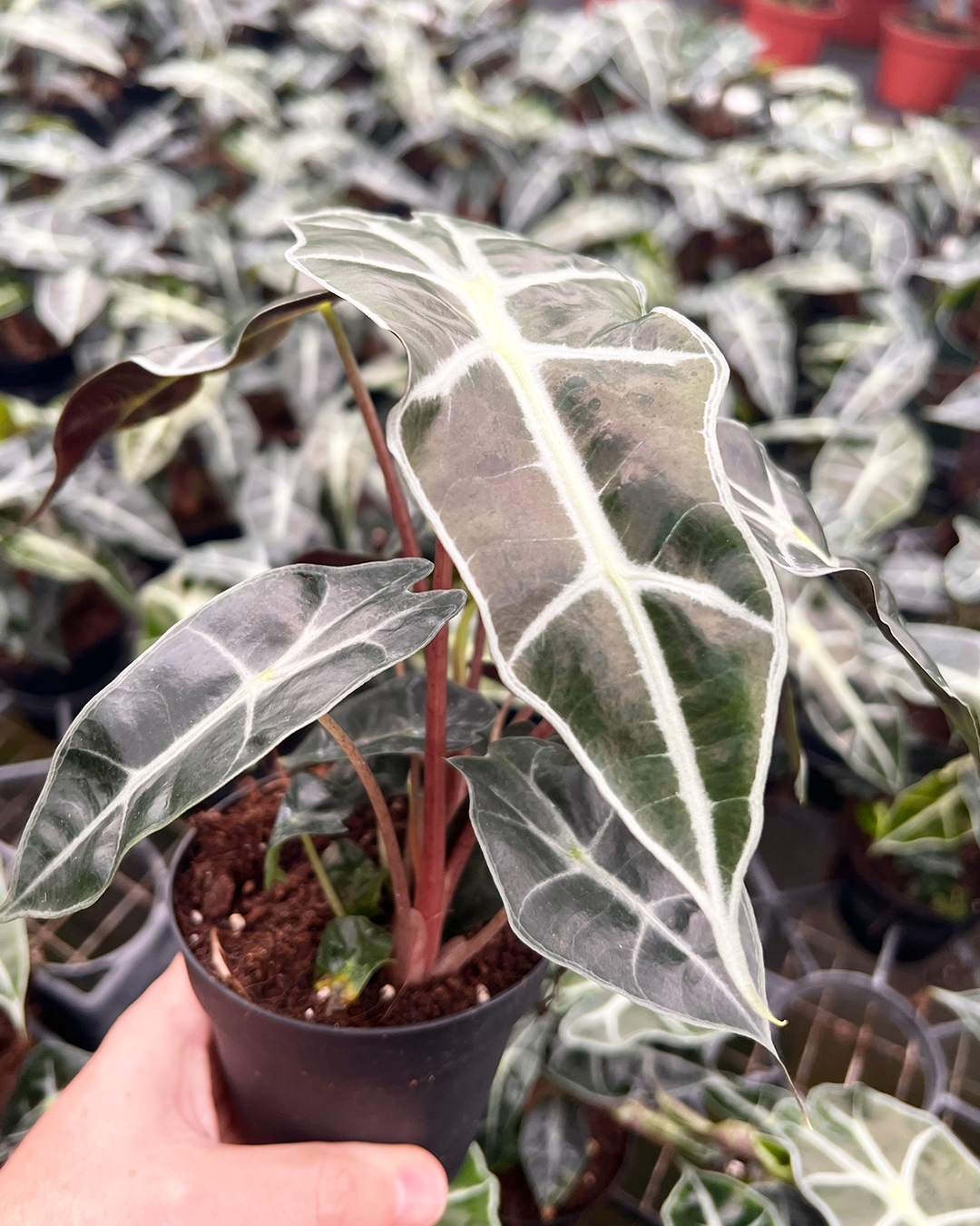 Valentine's Combo with 3 plants 4" size