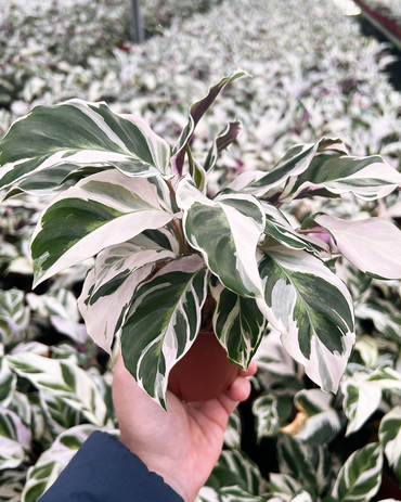 Valentine's Combo with 3 plants 4" size