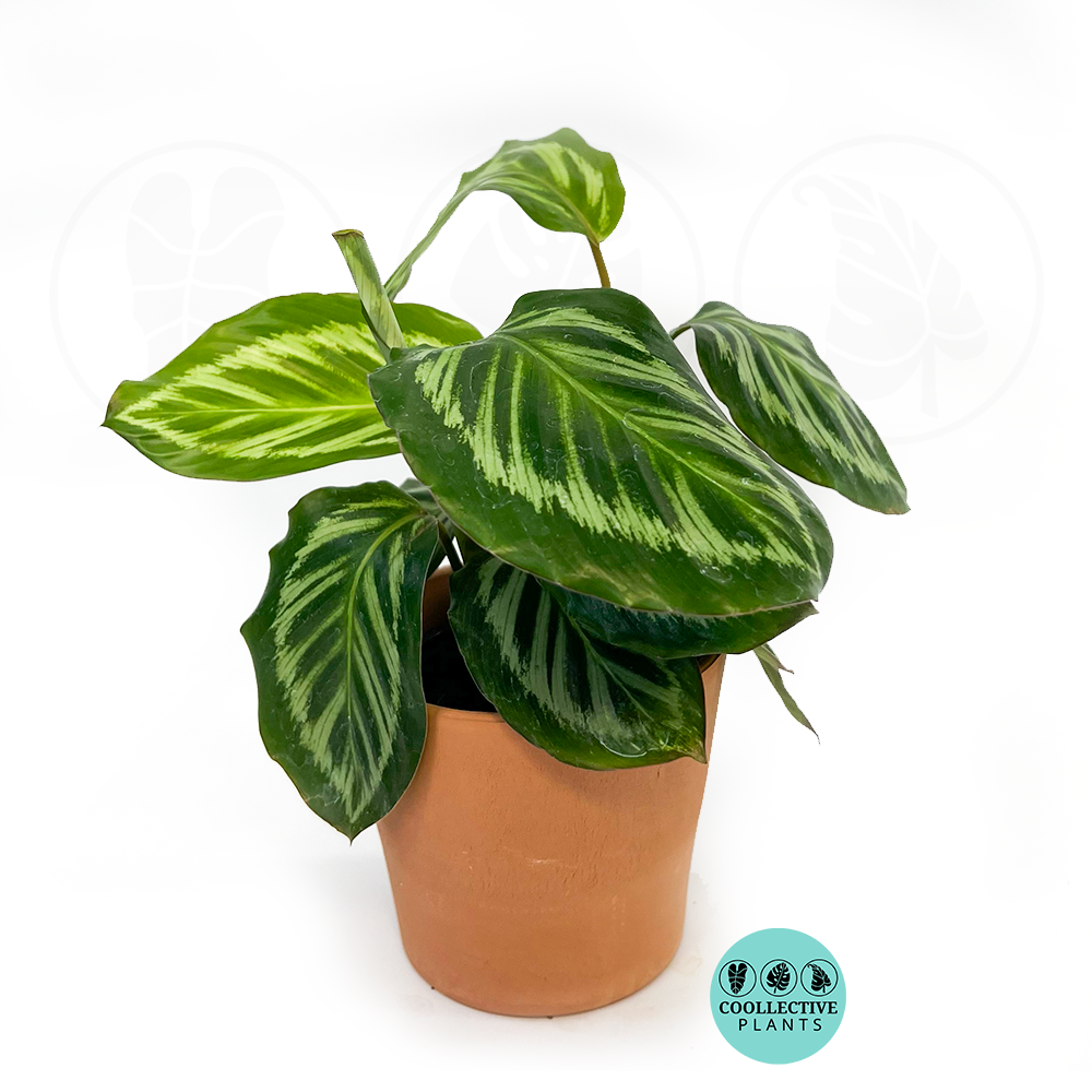 Calathea Bicajoux