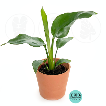 Live plant White bird 'strelitzia nicolai'
