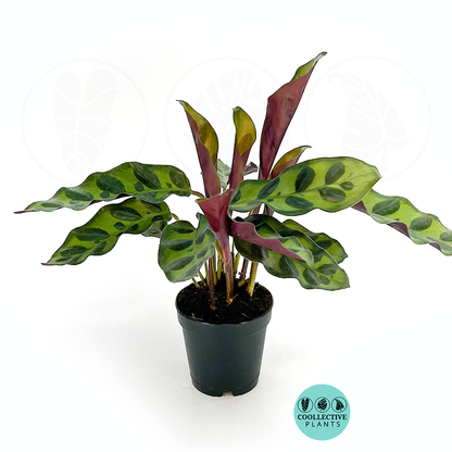 Calathea Lancifolia – Rattlesnake Prayer Plant | Pet-Friendly Indoor Houseplant