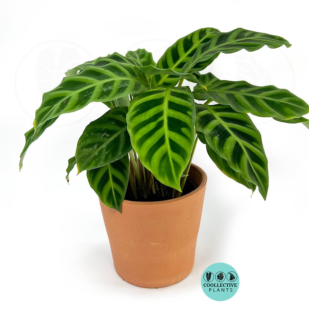 Calathea Zebrina