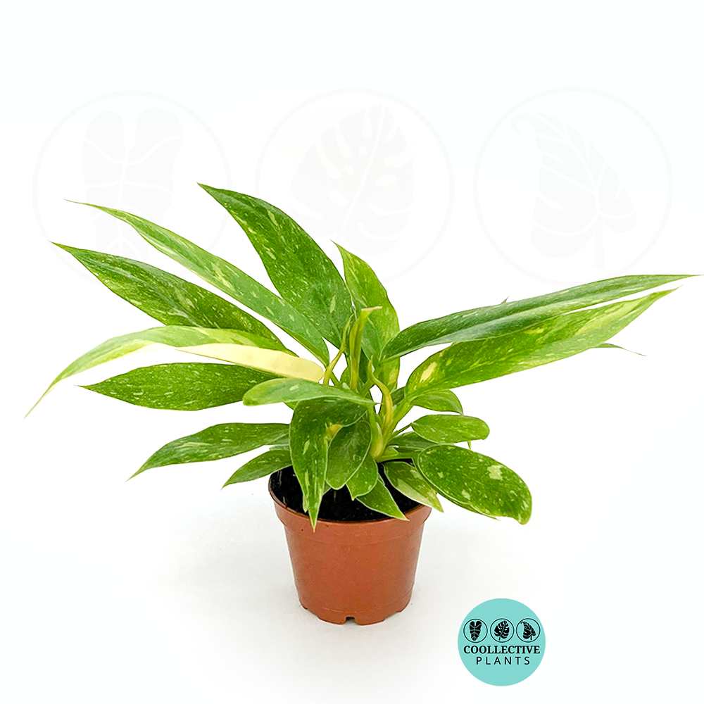 Philodendron Ring of Fire (2 inch plant)