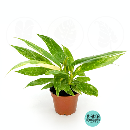 Philodendron Ring of Fire 2 Inch Live Plant