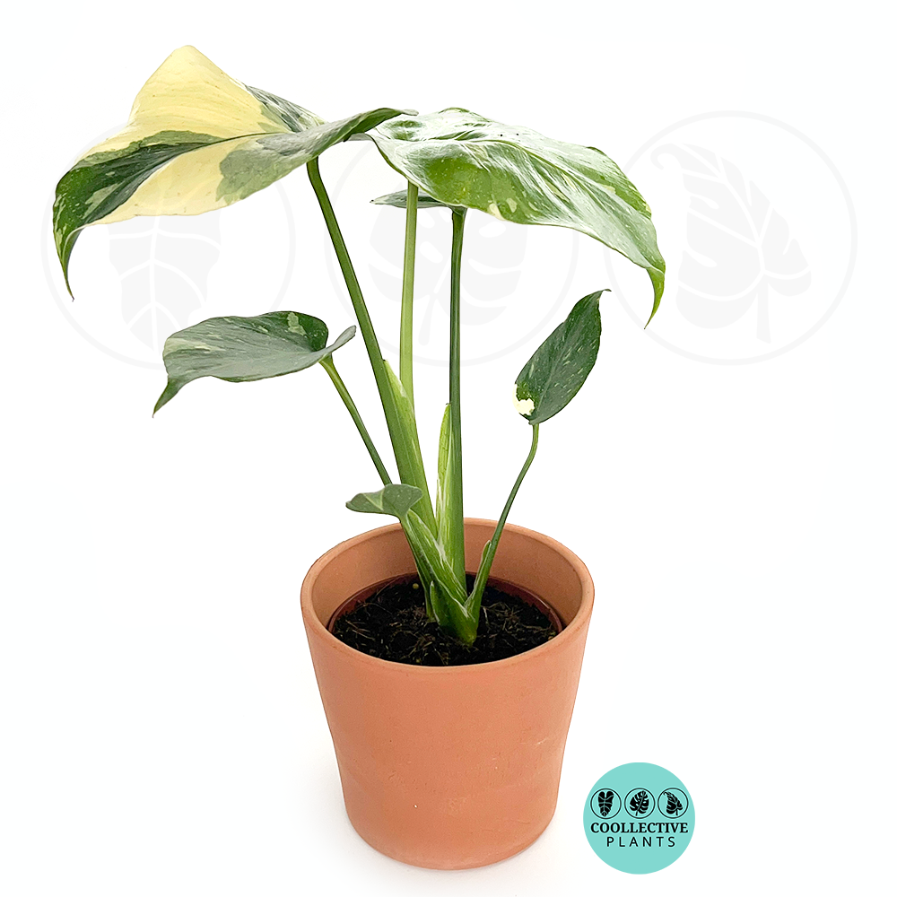 Monstera Thai Constellation