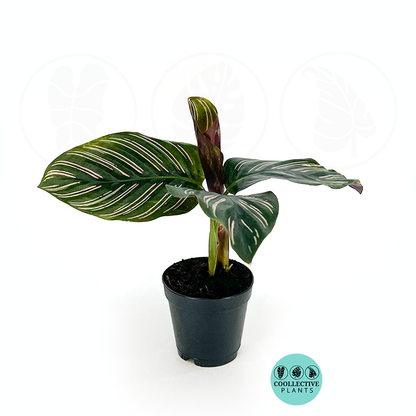 Calathea Ornata Pink Stripe Rare Live Prayer Plant