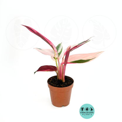 Stromanthe Triostar (2 inch plant)