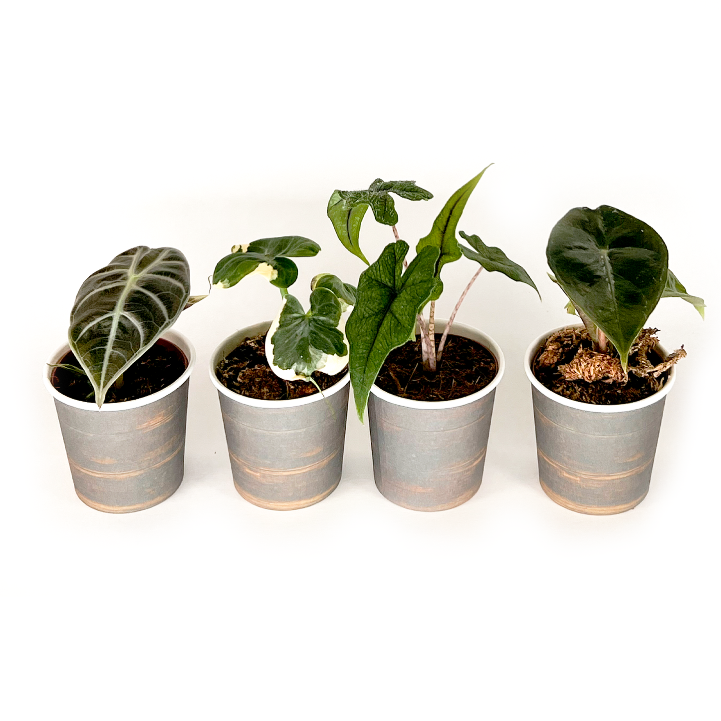 Alocasia Collection (4PK) Essential Houseplant  Live Plants Indoor Plants Live in 2 inch Pots, Easy House Plants Indoors Live, Alocasia Pink Dragon, Mickey Mouse, Jacklyn & Watsoniana
