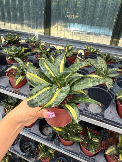 Sansevieria trifasciata 'Hahnii' Spiral
