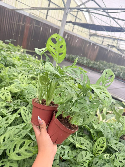 Monstera "Swiss Cheese" Plant 4" – 2-Pack Promo