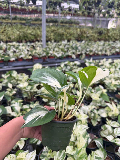 4" Pothos Mangula Live Plant: Unique Indoor Vine, Beginner Friendly Houseplant