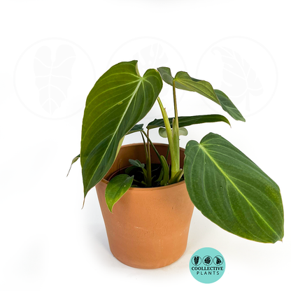 Philodendron Glorious (Gloriosum × Melanochrysum) | Rare Velvet Climbing Aroid | 4” Live Indoor Plant