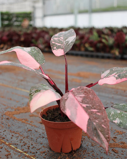 Philodendron Pink Princess Marble Live Plant