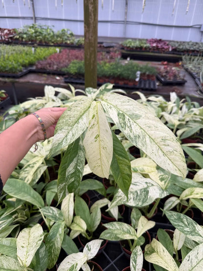 Rhaphidophora Variegated Gorillan Houseplant, Rare Aroid Plant - Live Indoor Plant, Striking Variegated Leaves, Indoor Decor