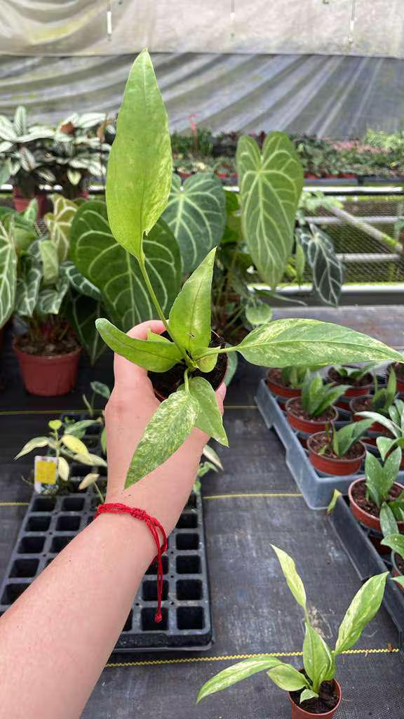 Anthurium Vittarifolium Variegated "Exact one"