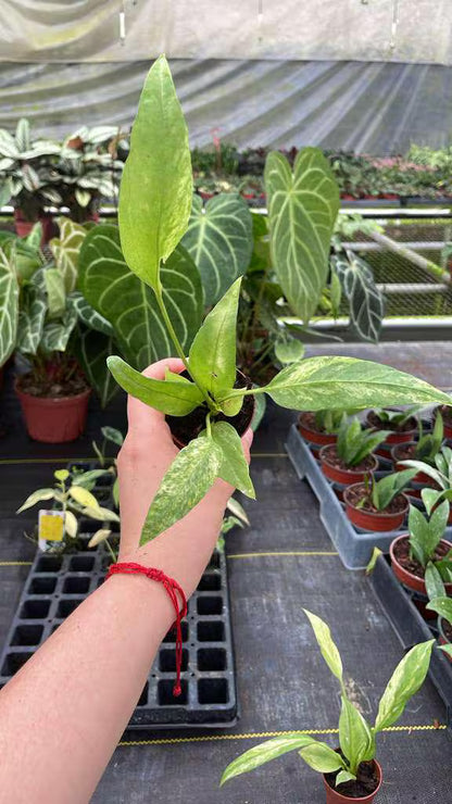 Anthurium Vittarifolium Variegated Rare Hanging Anthurium