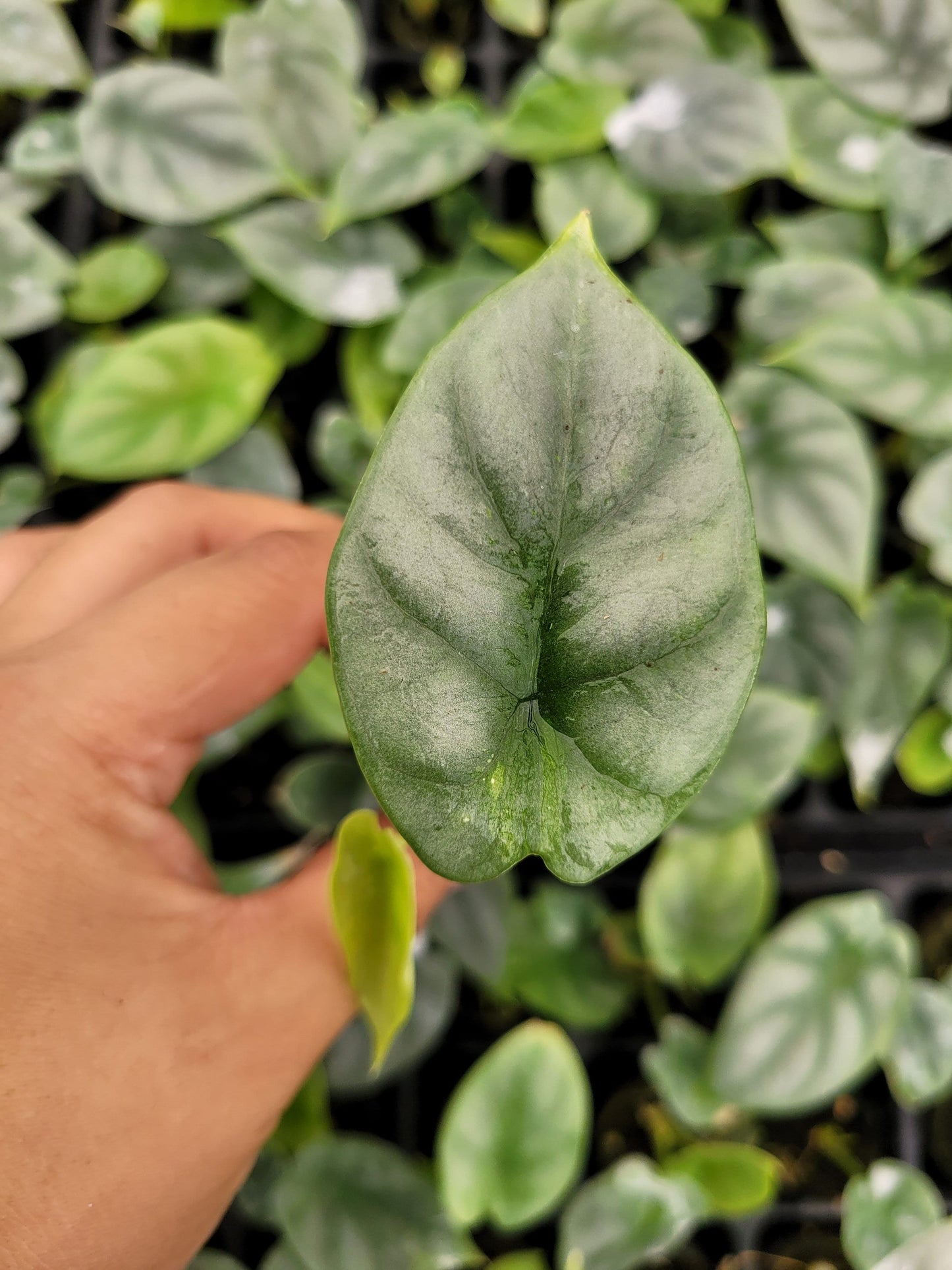 Alocasia Silver Dragon Live Plant – Rare Tropical Indoor Houseplant, Easy Care Aroid, Beginner Friendly Starter Plant